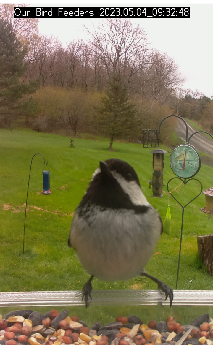 Black-Capped-Chickadee