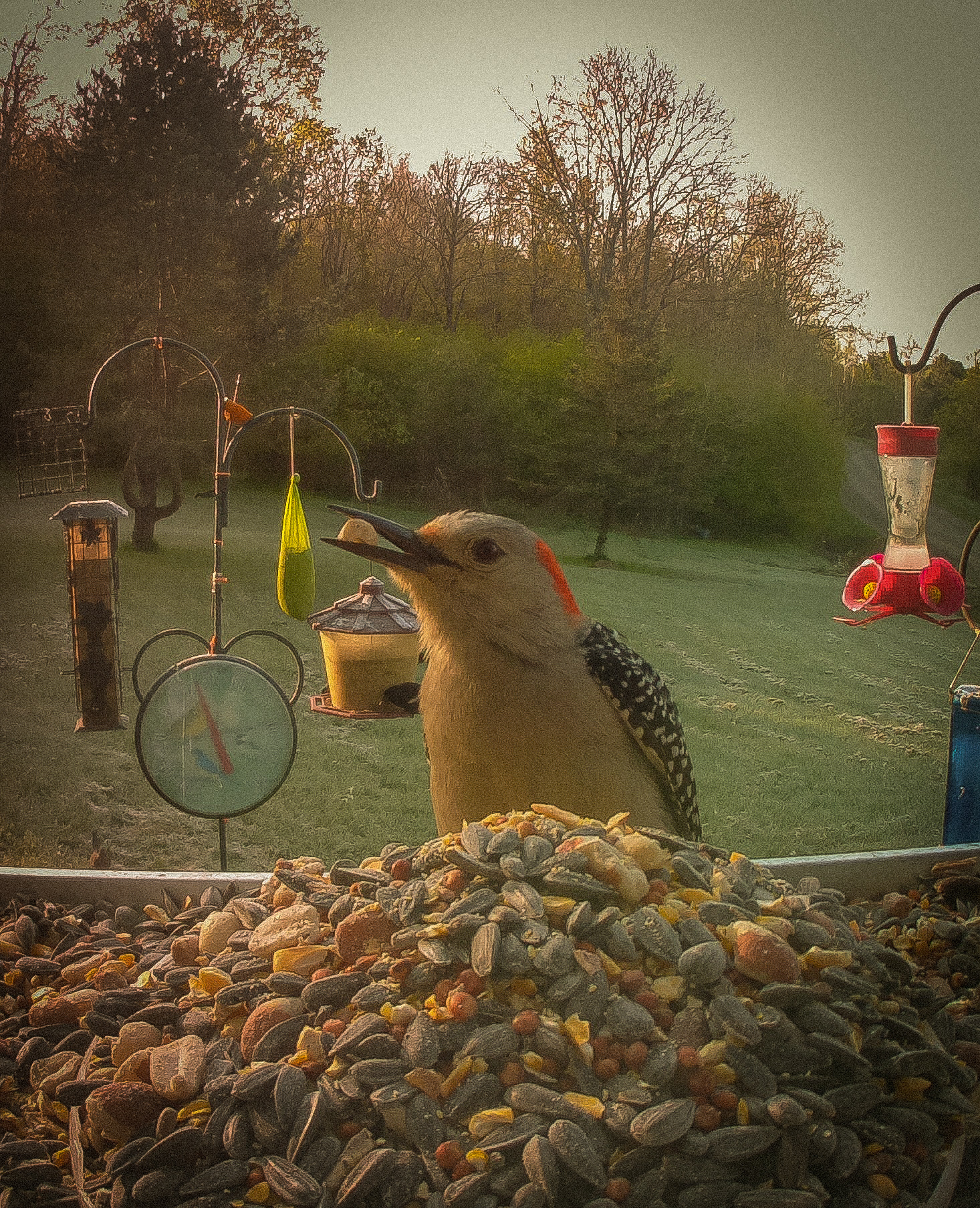 Red Belly Woodpecker