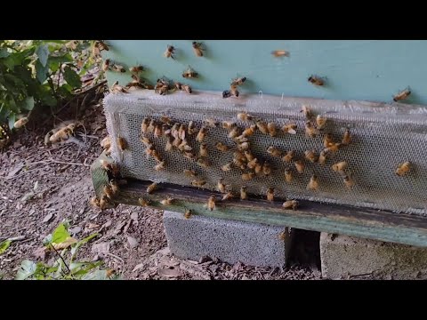 Robbing Screen For Your Beehive